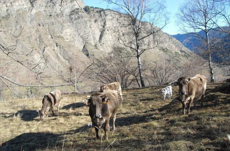 Casa Rural Casa Colom Espot Dış mekan fotoğraf
